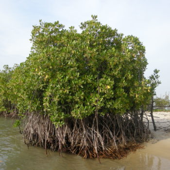 Mangrove-au-Sénégal-1